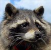 oreo-raccoon.jpg