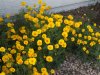 DSCF4443-California-Poppies.jpg