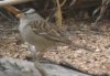 DSCF4417-White-Crowned-Sparrow.jpg