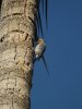 DSCF4457-Woodpecker-1.jpg