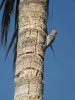 DSCF4514-Woodpecker-2.jpg