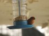 DSCF4466-House-Finch-1.jpg