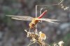 Dragonfly-cropped.jpg