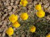 California-Poppies-1.jpg