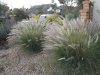 Pampas-Grass-1.jpg