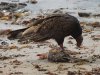 Vulture-Beach-1.jpg