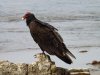 Vulture-Beach-2.jpg