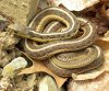 Thamnophis_sirtalis_sirtalis_Wooster.jpg