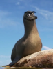 Gerald_Sea_Lion.png