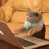 catkeyboard.gif