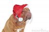 funny-santa-dog-16877505.jpg