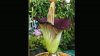 corpse-flower_650x366.jpg