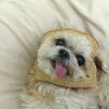 breaddog.jpg