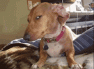 Side Eye Dog Suspicious Look GIF23680990.gif