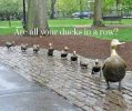 ducks.jpg
