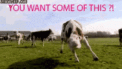 Cows GIF8184599.gif