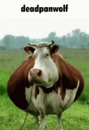 cow.gif