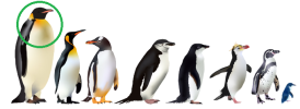 Penguins.png