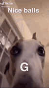 dog-mem.gif