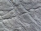 Elephant leather - www.leather ...