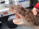 Bull Huss (or Greater Spotted Dogfish) 2.jpg
