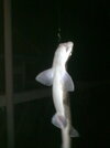 Dogfish.jpg