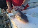 Smoothhound.jpg
