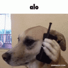 dog-dog-hello.gif
