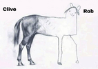 horseccfc.png