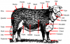 640px-Parts_of_a_steer.png