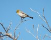 Goldfinch-maybe-on-Citrus-tree.jpg