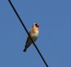 Goldfinch.jpg