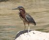 Green-Heron-resized.jpg