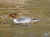 DSCF2300-Merganser-resized.JPG