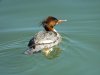 DSCF2304-Merganser-resized.JPG