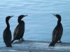 Cormorants-at-lake.jpg