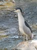 Blue-Heron-resized.jpg