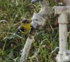 DSCF3103-Lesser-Goldfinch.jpg