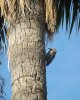 Woodpecker-on-palm-tree.JPG