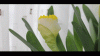 Dafodil Time-Lapse resized.gif