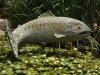 Lily-Pond-Fish-SB-Zoo.jpg