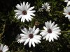 Ventura-White-Flowers.jpg