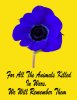 Animal Poppy.jpg