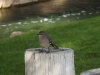 Bird-on-tree-stump-1.jpg