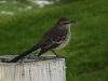 Bird-on-tree-stump-3.jpg