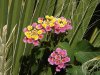 Lantana-and-Palm.jpg