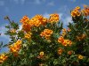 Orange-flowers-2.jpg