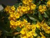 Yellow-flowers.jpg