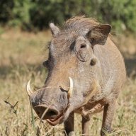 Warthog