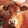 BrownCow